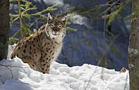 Tierfreigehege Nationalpark Bayerischer Wald